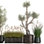 Exotic Plant Collection: Indoor & Outdoor Beauties! 3D model small image 3