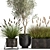 Exotic Plant Collection: Indoor & Outdoor Beauties! 3D model small image 4
