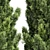 Italian Cypress 3D Trees 3D model small image 2