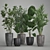 Exotic Plant Collection: Palms, Ficus & Licuala in Black Pots 3D model small image 5