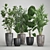 Exotic Plant Collection: Palms, Ficus & Licuala in Black Pots 3D model small image 7