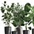 Exotic Plant Collection: Palms, Ficus & Licuala in Black Pots 3D model small image 9