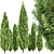 Mediterranean Cypress Trio 3D model small image 2