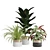 Green Oasis Indoor Plants Pack 3D model small image 1