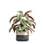 Green Oasis Indoor Plants Pack 3D model small image 3