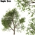 Maple Tree: Acer Genus, 132 Species 3D model small image 1