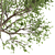 Maple Tree: Acer Genus, 132 Species 3D model small image 2