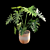 Philodendron Selloum Split: Exquisite Indoor Plant 3D model small image 3