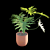 Philodendron Selloum Split: Exquisite Indoor Plant 3D model small image 4
