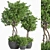 Evergreen Indoor Plant Set 41 3D model small image 1