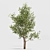 Green Oasis: Olive Tree Collection 3D model small image 4