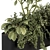 Nature's Oasis: Indoor Plant Set 3D model small image 2