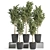 Olive Indoor Plant Set 3D model small image 1