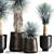 Exotic Metal Plant Collection: Yucca Rostrata, Reclaimed Artizan Iron Coppa Pot 3D model small image 2