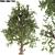 White Alder Tree: Native Beauty 3D model small image 2