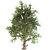 White Alder Tree: Native Beauty 3D model small image 3