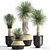 Tropical Plant Collection: Exotic Yucca in Vig Planter 3D model small image 7
