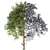 Cucumber Tree: Exquisite Averrhoa Bilimbi 3D model small image 2