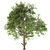 Cucumber Tree: Exquisite Averrhoa Bilimbi 3D model small image 5