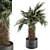 Tropical Delight: Palm Plant Set 3D model small image 1