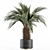 Tropical Delight: Palm Plant Set 3D model small image 2