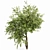 Water Gum Tree Duo - 3D Model 3D model small image 4