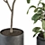 Potted Fiddle Leaf Fig Set 3D model small image 3