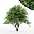 5 Different Lemon Tree Models 3D model small image 1