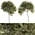 Evergreen Needle Broadleaf Set 3D model small image 2