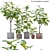Ficus benghalensis 3D Model Set 3D model small image 1