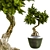 Bonsai Vol 05: Exquisite Bonsai Tree Design 3D model small image 1