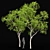 Ghost Gum 2 Trees - Stunningly Realistic 3D Models 3D model small image 1