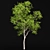 Ghost Gum 2 Trees - Stunningly Realistic 3D Models 3D model small image 3