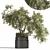 Breathe Life with Interior Bonsai 3D model small image 1