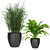 231 Plant Collection: Lightweight, High Quality 3D model small image 3