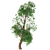 Trident Maple: Exquisite Eastern Beauty 3D model small image 5