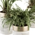 Green Oasis: Indoor Plant Set in Pot 3D model small image 3