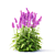 Large-Flowered Chisel Stachys Macrantha 3D model small image 2