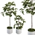 Ficus Plant Set: Indoor Greenery 3D model small image 1