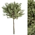 Green Jacob Broadleaf Tree Set 41 3D model small image 5