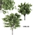 Silky Oak - Corona: 2 Trees with Beautiful Texture 3D model small image 1