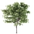 Silky Oak - Corona: 2 Trees with Beautiful Texture 3D model small image 3