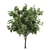 Silky Oak - Corona: 2 Trees with Beautiful Texture 3D model small image 4
