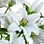 Elegant Lily Bouquet in Vase 3D model small image 7