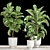 Tropical Plant Collection: Ficus, Strelitzia, and Banana Palm 3D model small image 1