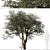 "Ghaf Tree Set: Sustainable Desert Beauty 3D model small image 2