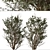 "Ghaf Tree Set: Sustainable Desert Beauty 3D model small image 3