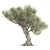 Realistic Olive Tree with Materials 3D model small image 3