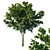 Acer Rubrum Green - 2013 3D Model 3D model small image 1