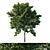 Vibrant Acer Rubrum Green 03 3D model small image 1